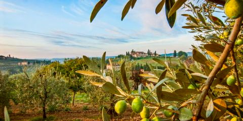 Titelbild für 5 Tage Olivenernte in der Toskana