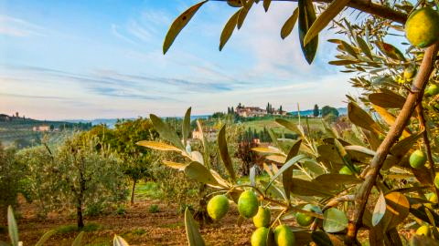 Titelbild für 5 Tage Olivenernte in der Toskana